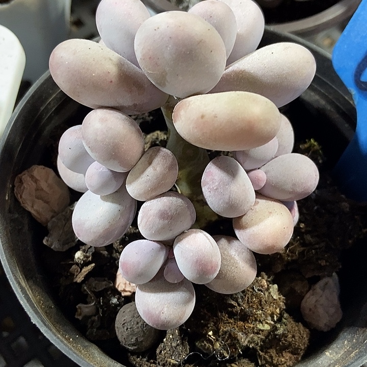 多肉植物蛋黄奶6153