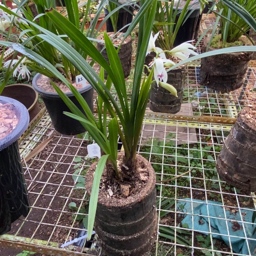 思***想完全开放棕根大雪兰红舌