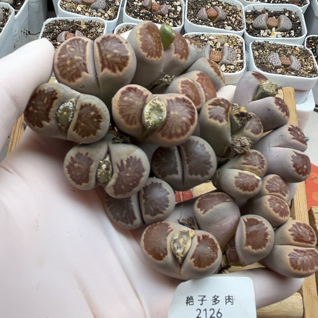 2126号一首特价母本菊