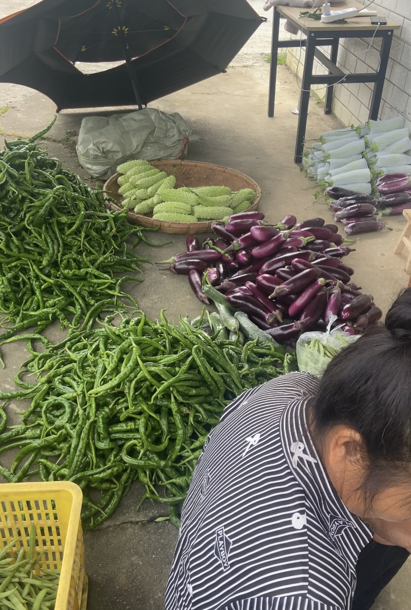 湖南农村各种应季新鲜蔬菜露天种植当天采摘发货