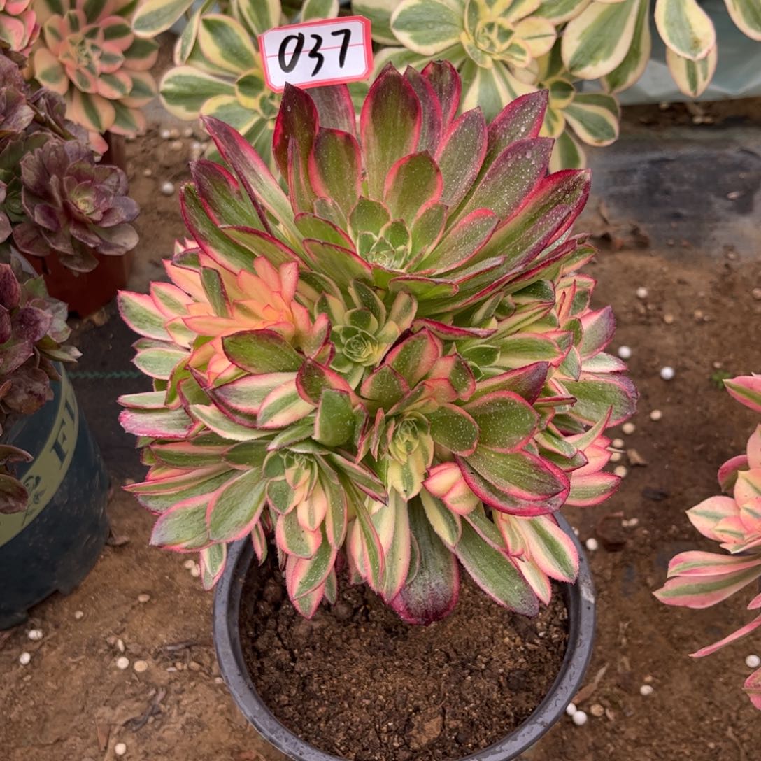 037多肉植物黑魔锦带嫁接木