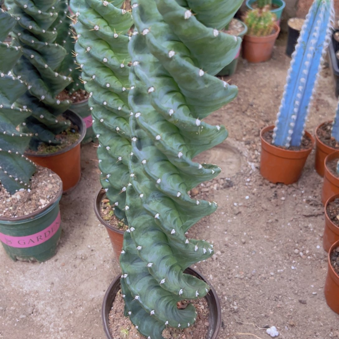 我是一言不合就发疯