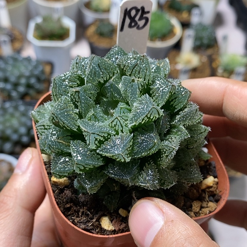 【闪购商品】185魔刺