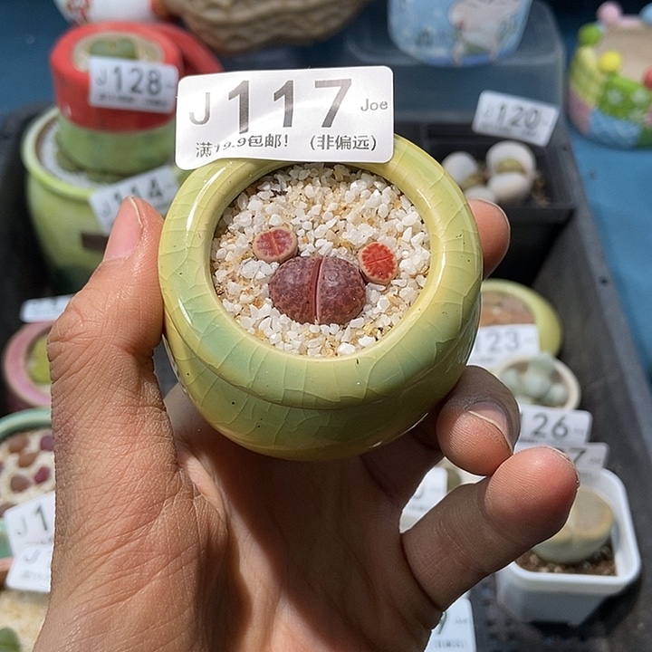 117大舅生石花肉锥