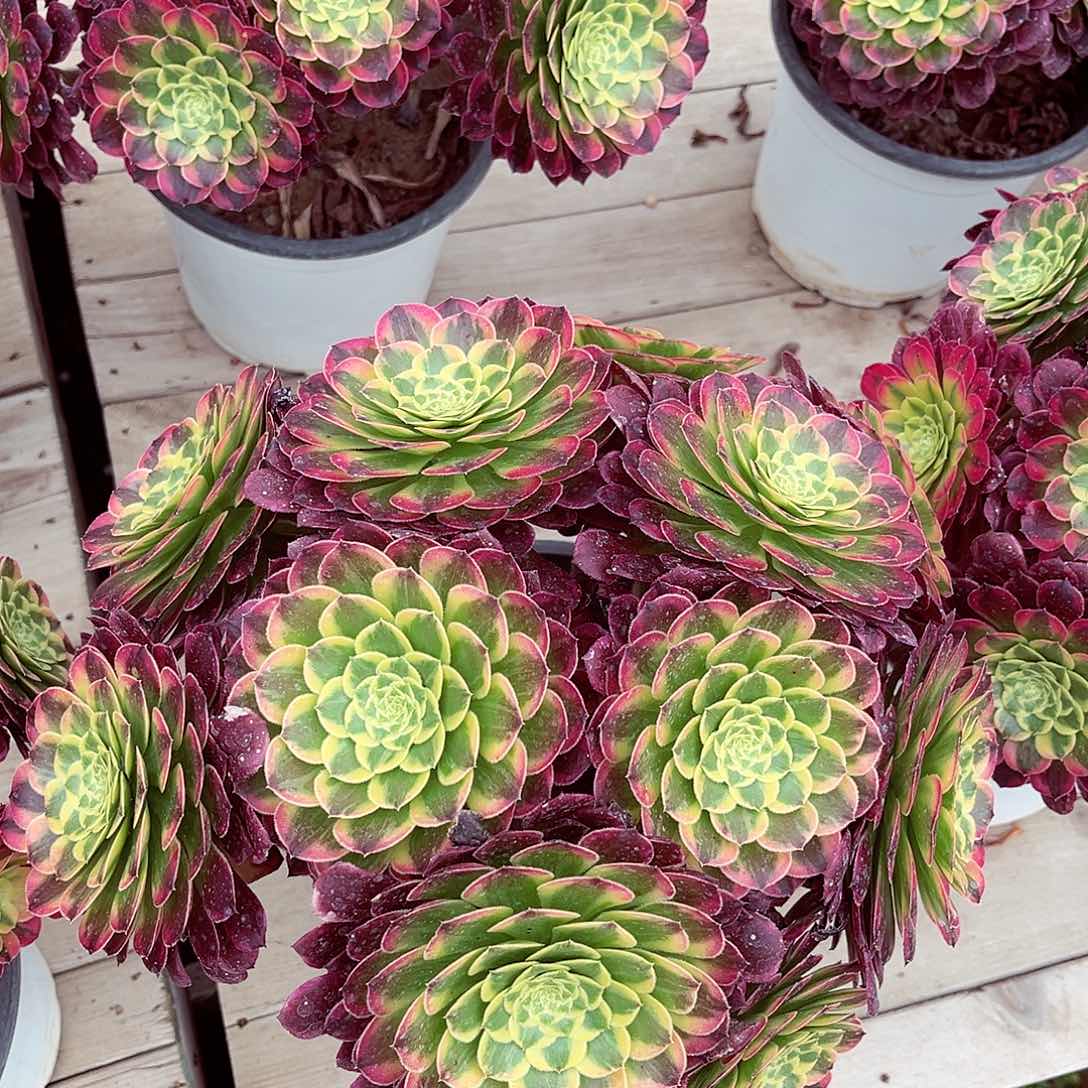 法师多肉植物朝霞锦