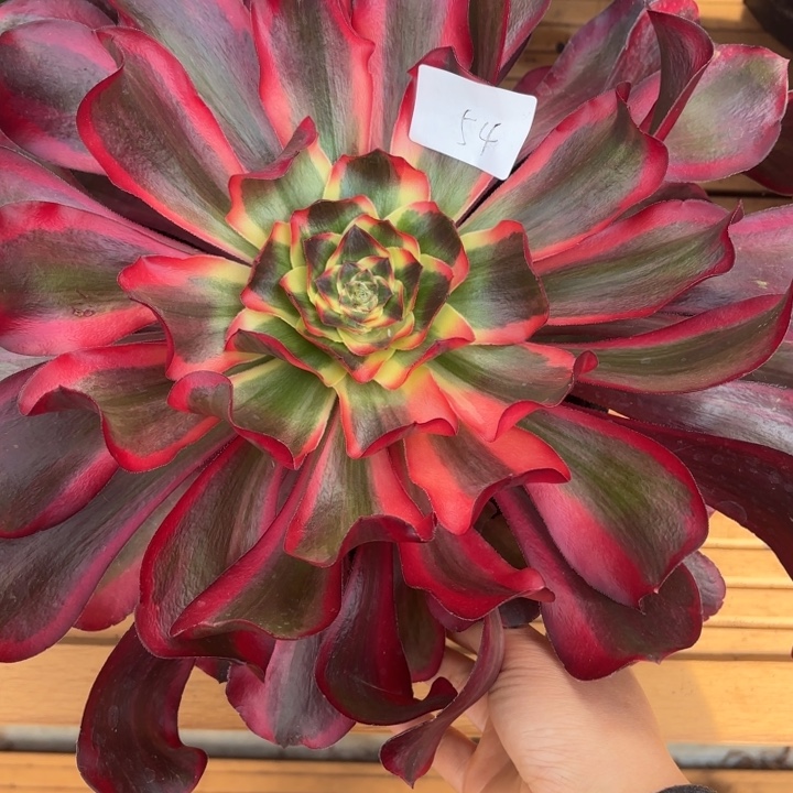 云南红魔女好看54号