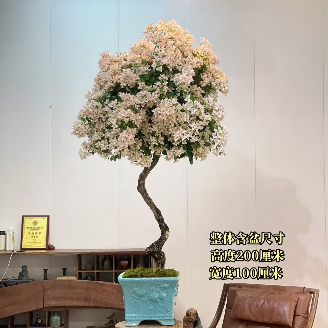 【叶胜园艺】精品魔法樱花三角梅盆景