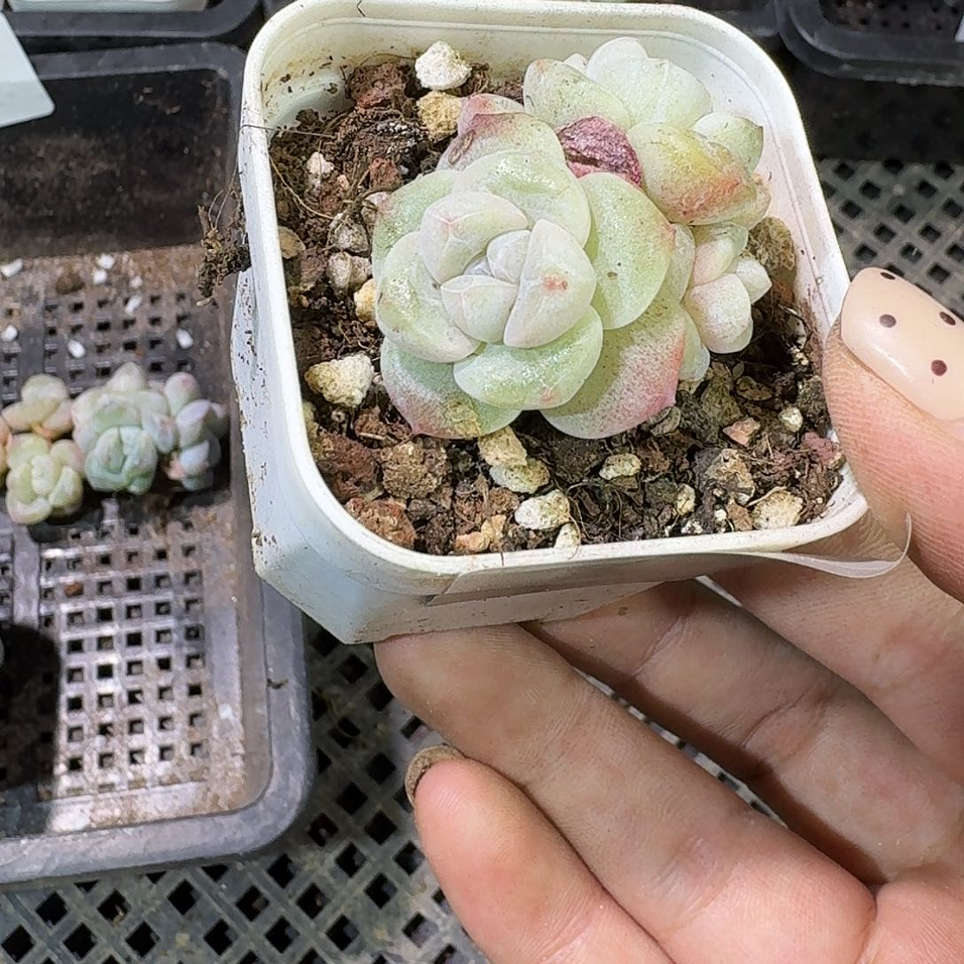 255 号到手1框～一物一拍