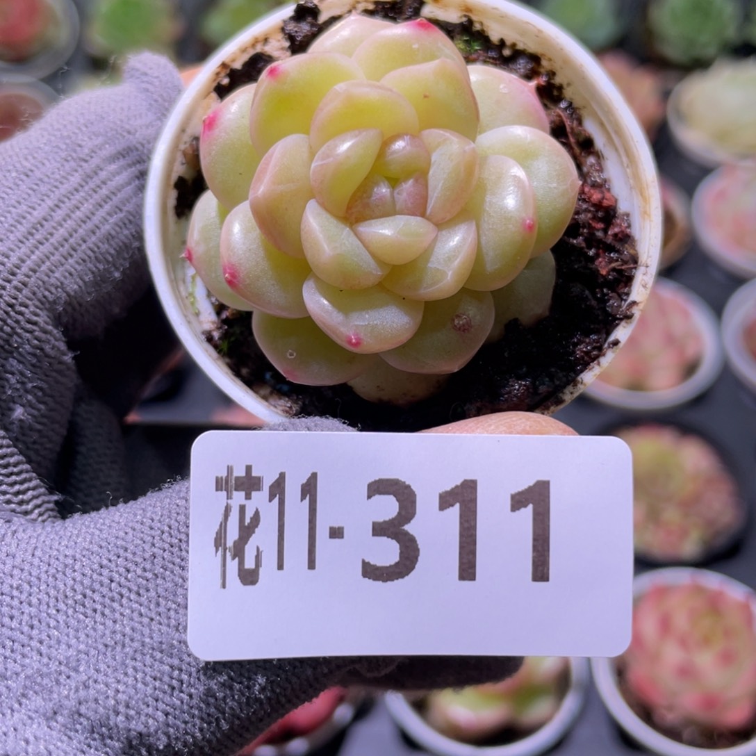花利美11-311福利珍妮