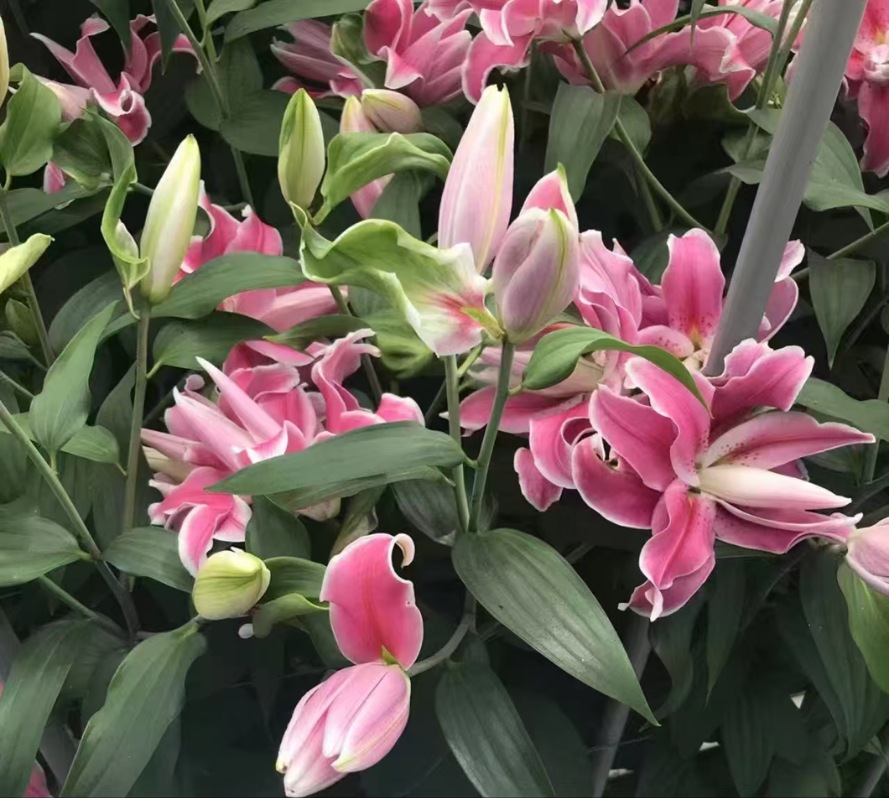 四季可种1颗 14/16【粉色天使】进口重瓣香水百合花球 