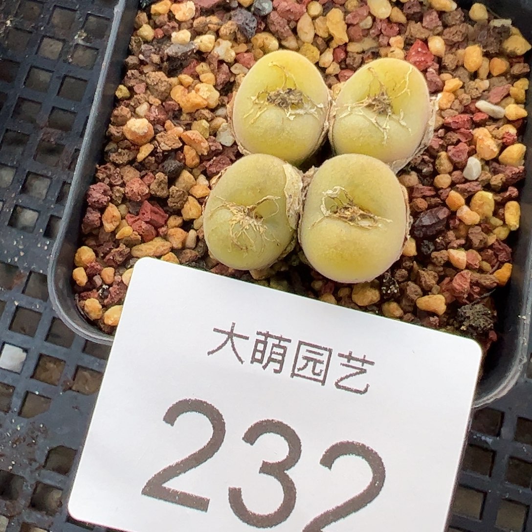 一物一拍脱土发母本空卡。232