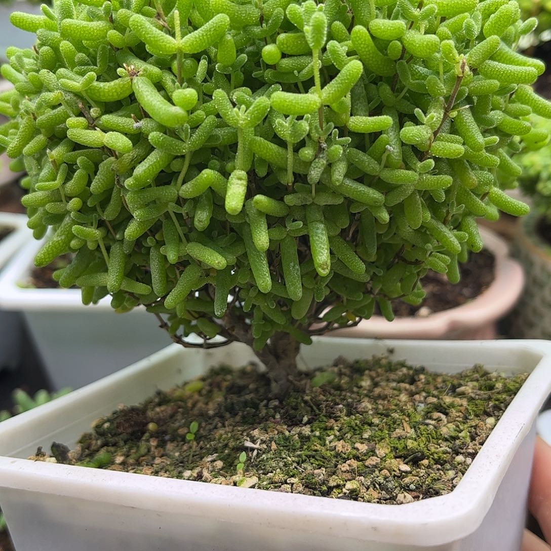 昕宝四年老桩枝干番杏