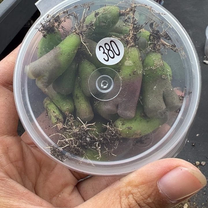 380好一盒磁铁量拍有要求不要拍