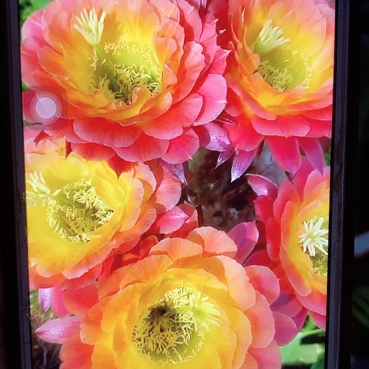 大满贯侧芽5公分毛花柱