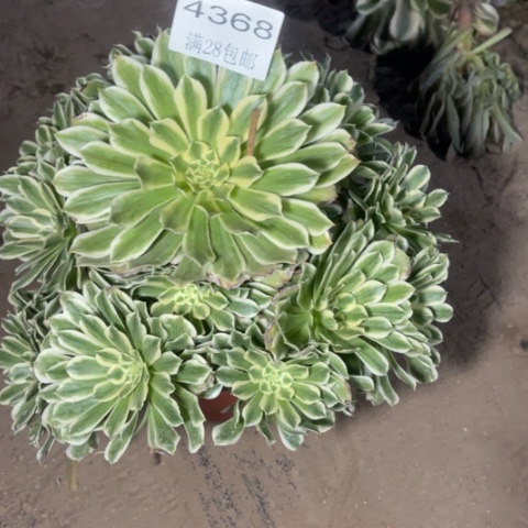 碧浪多肉多肉4368
