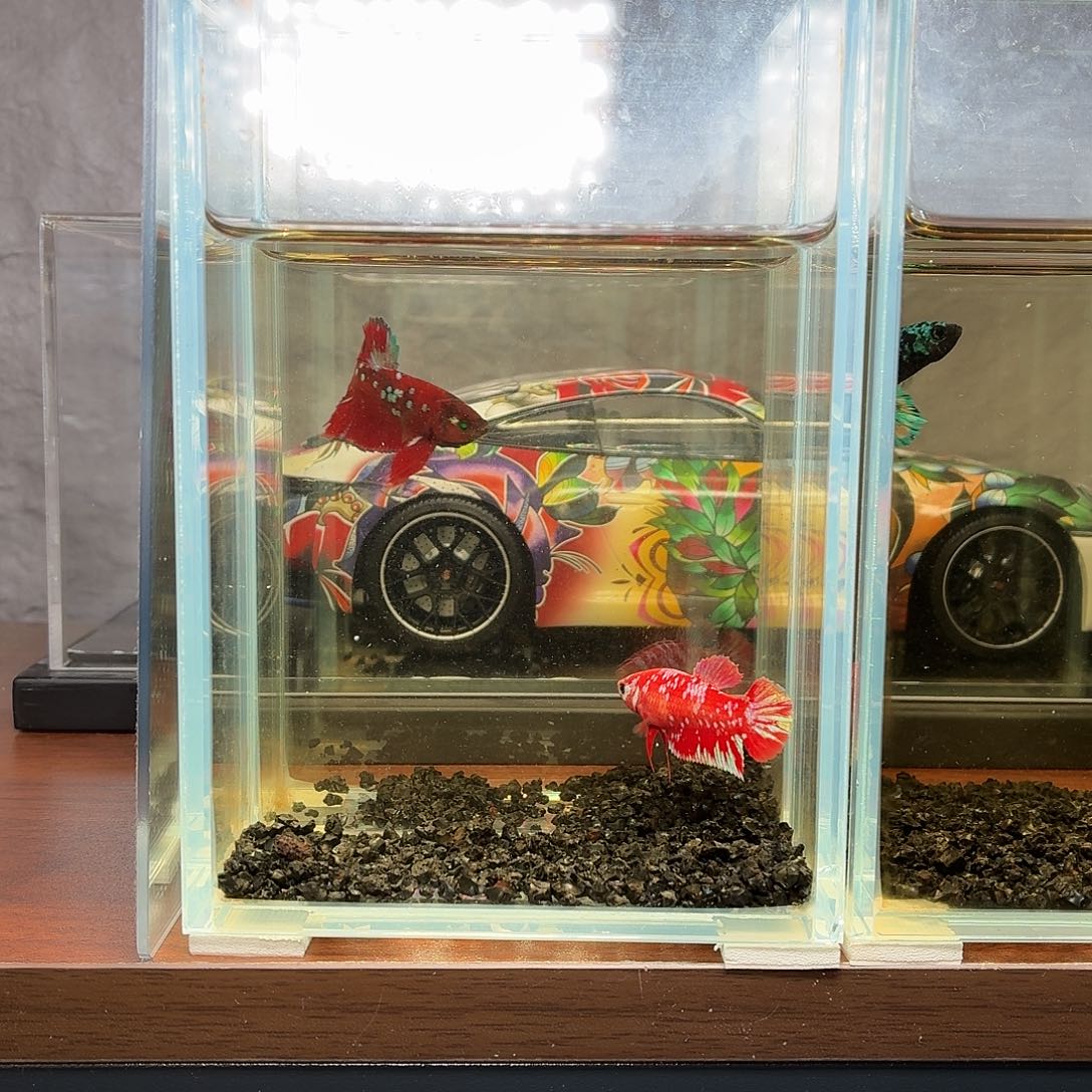 斗鱼彩金将军母鱼