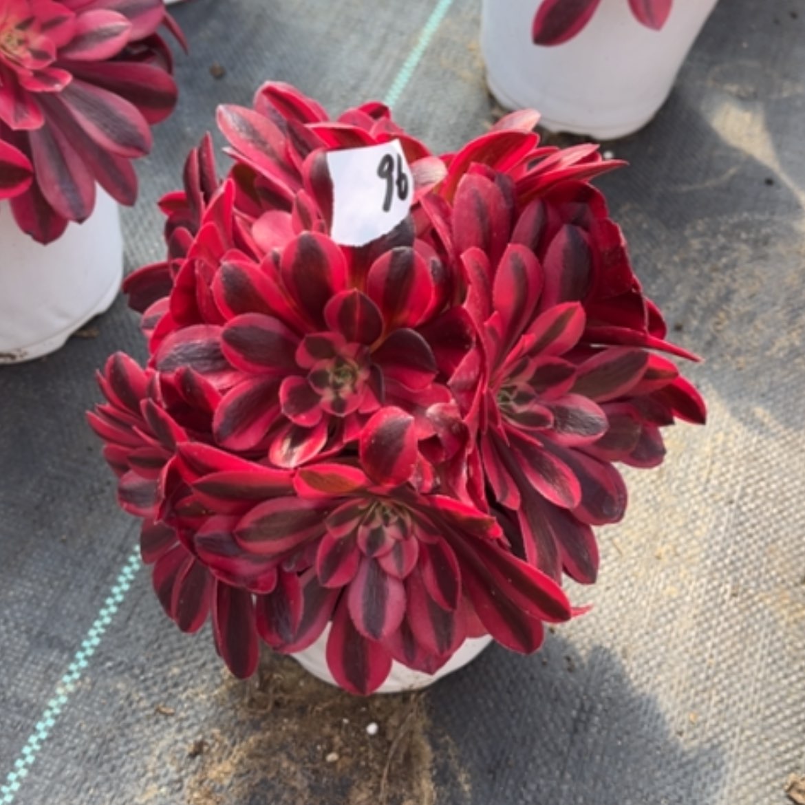 【闪购商品】96美杜莎绣球多肉法师