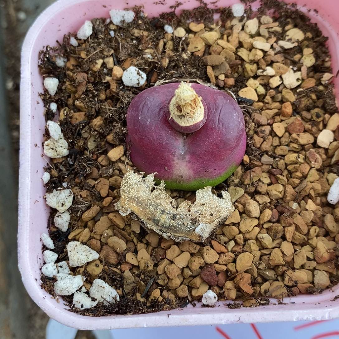 *****28149超毛一颗。    