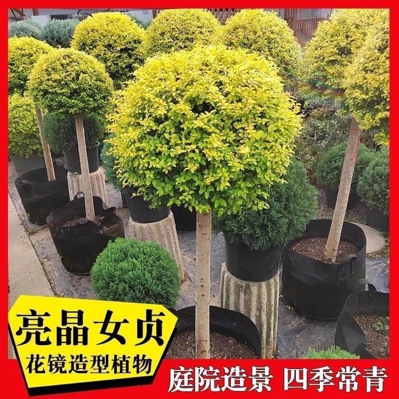 精品亮晶球棒棒糖爱心造型树室外庭院别墅盆栽植物