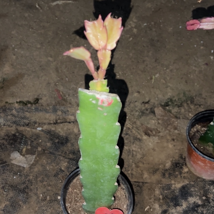 用***0当前无花栽培后可以开花太阳73