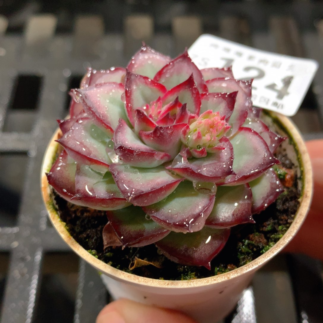 肉萌萌拇指盆精控多肉ZS124