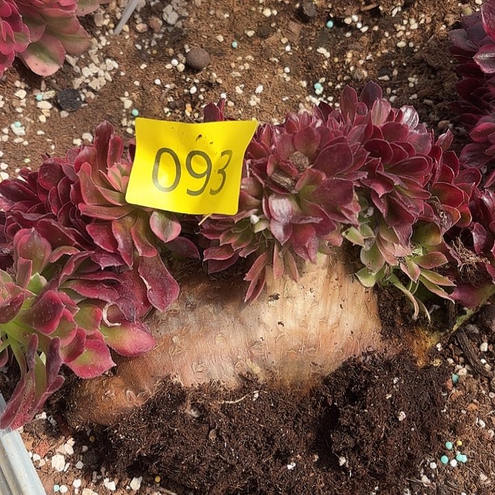 多肉植物福利093