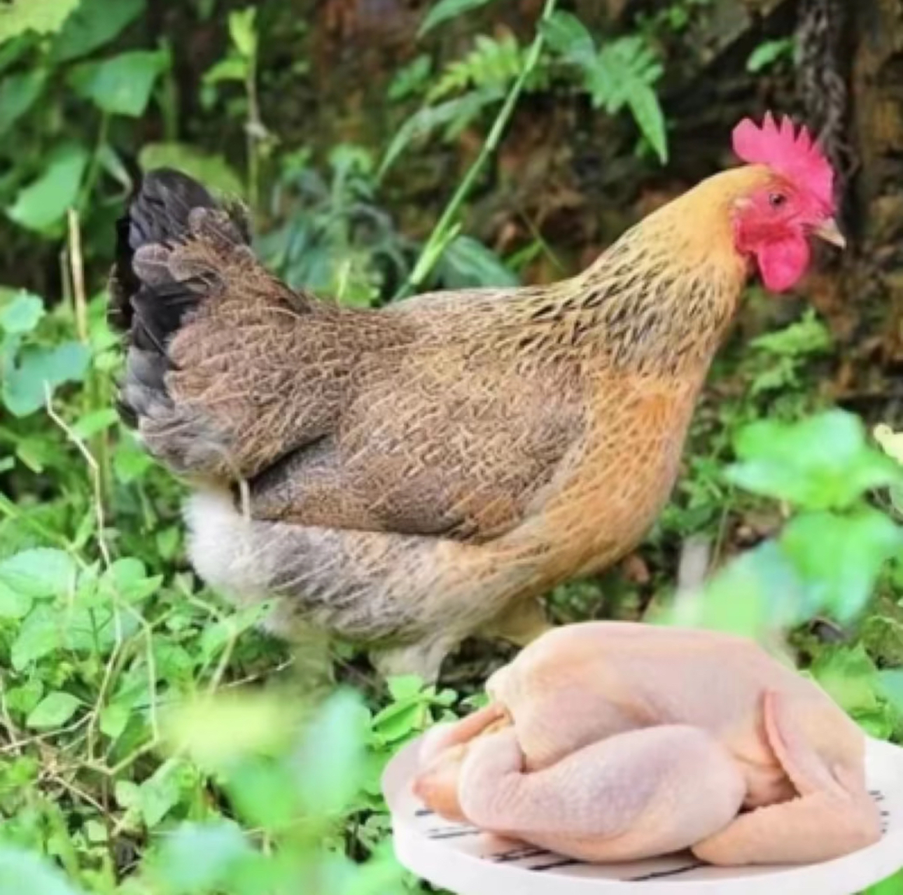 麻羽小鸡鲜嫩多汁口感好整鸡发货