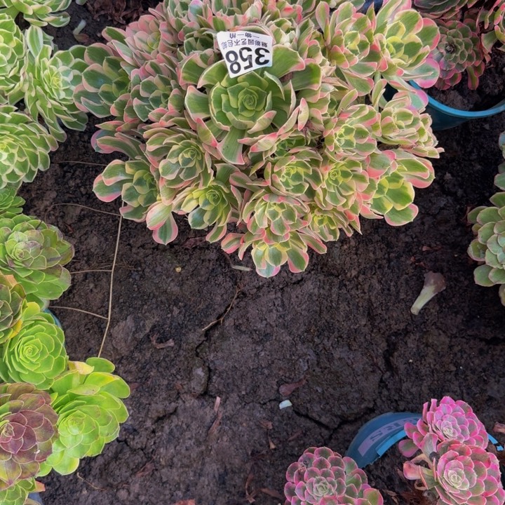 初恋花25-9包邮花花