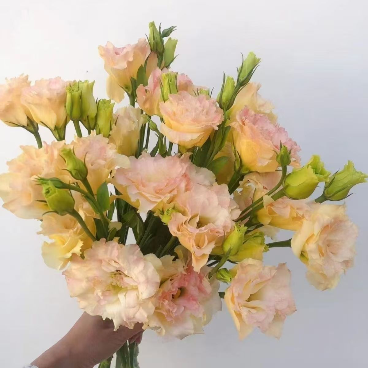 洋桔梗鲜花客厅插花情人节花束