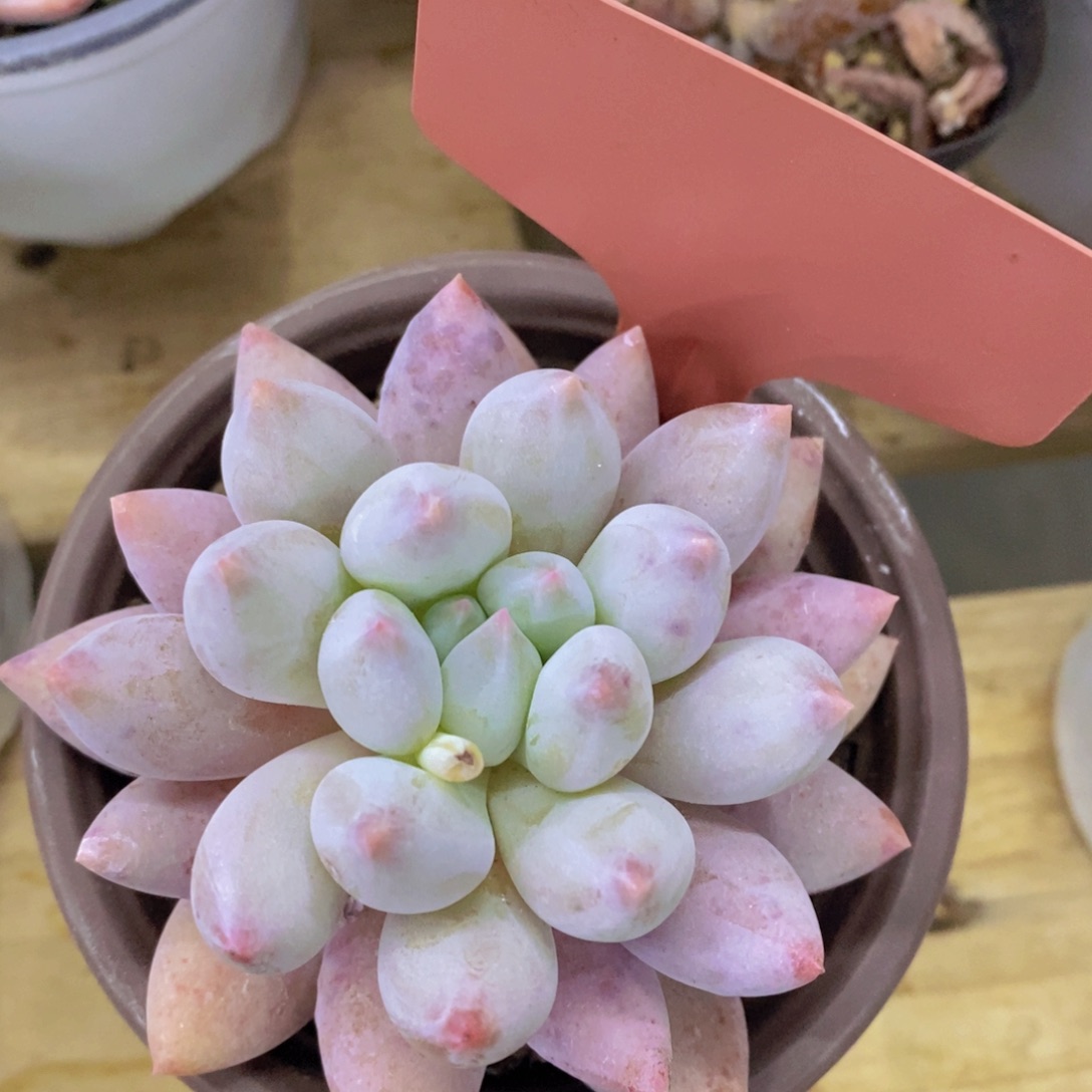 开心多肉，首播2欢迎