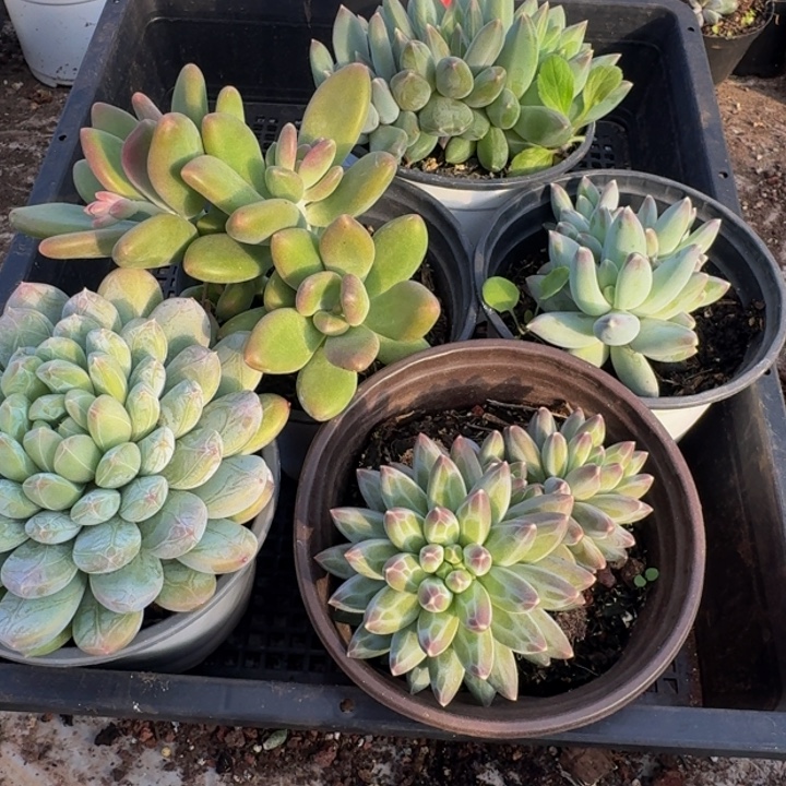 2509多肉植物一物一拍