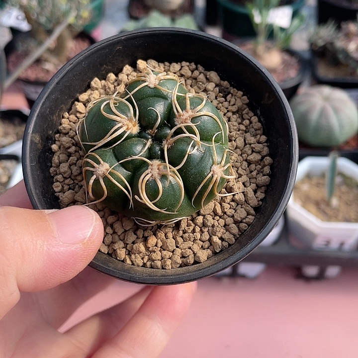 386实生高木海王，