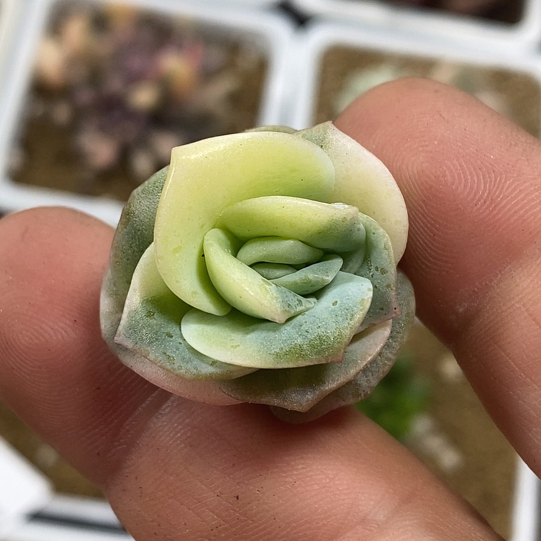 可爱玫瑰锦  小方花圃一物一拍