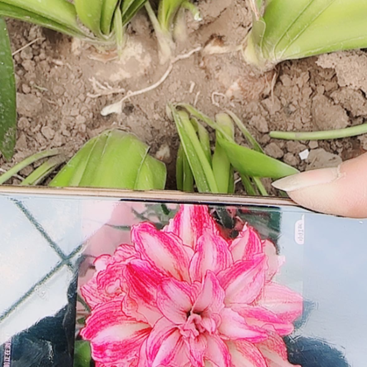 【闪购商品】无花朵安吉拉坨坨