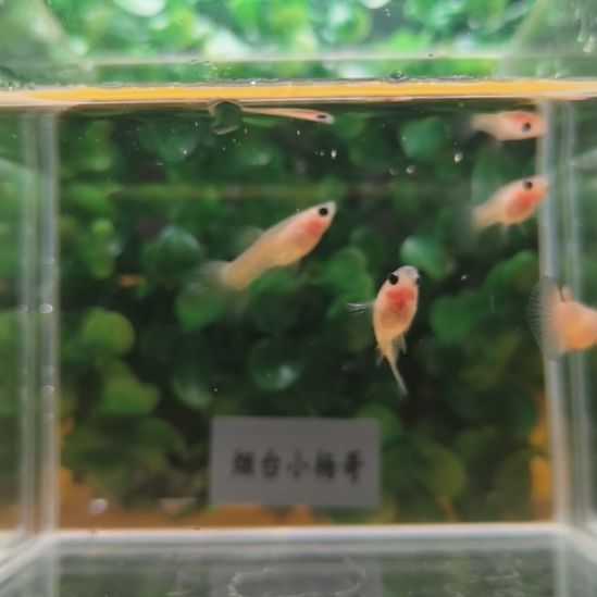 粉猫幻彩玻璃猫4条