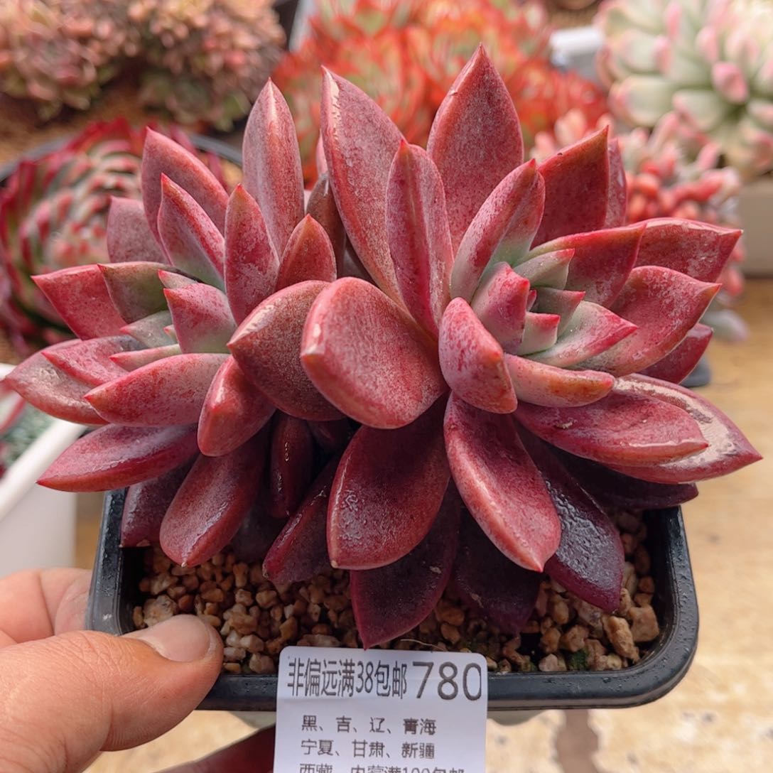 780唐卡德华多肉