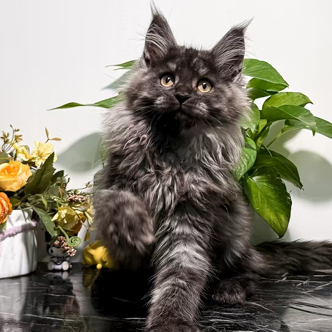 壮实说猫缅因猫咪活体专属链接