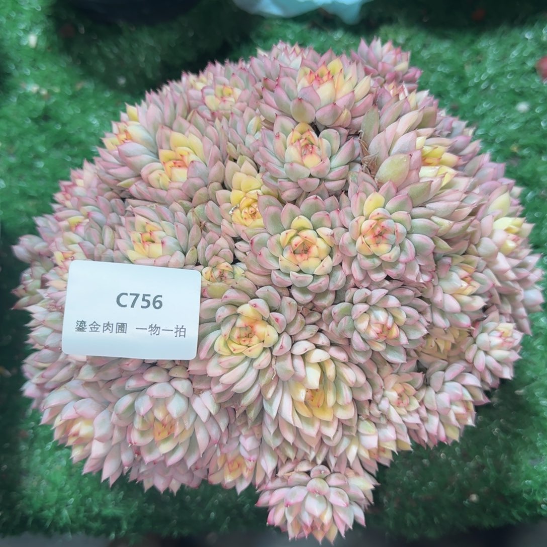 C756女雏锦       
