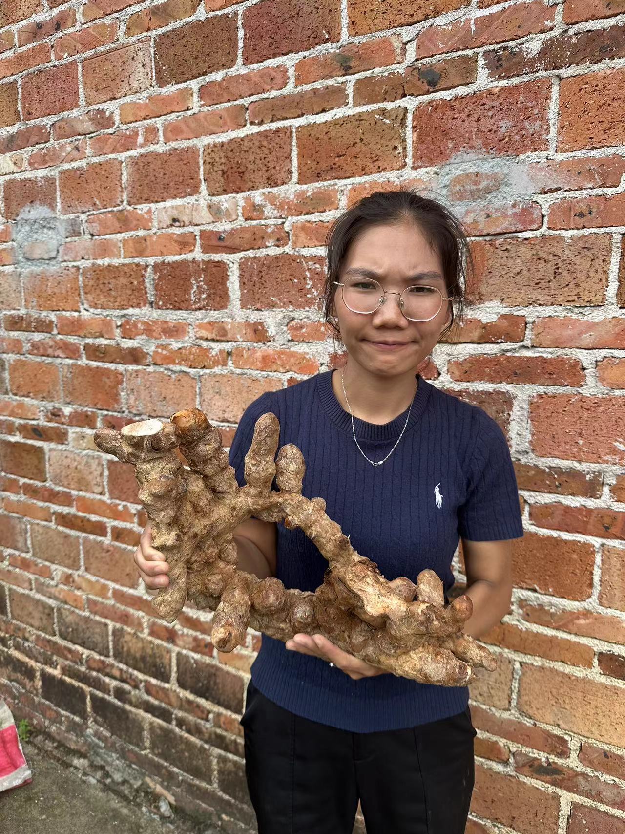 刚下山的新鲜  老身土茯苓  