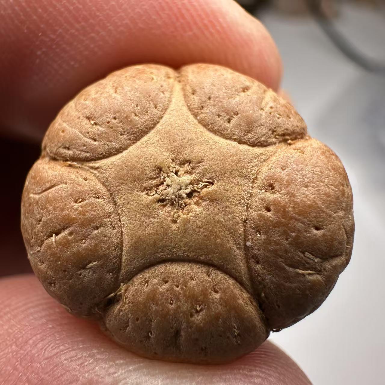 尼泊尔五星菩提，尺寸20，sss系列，货号39