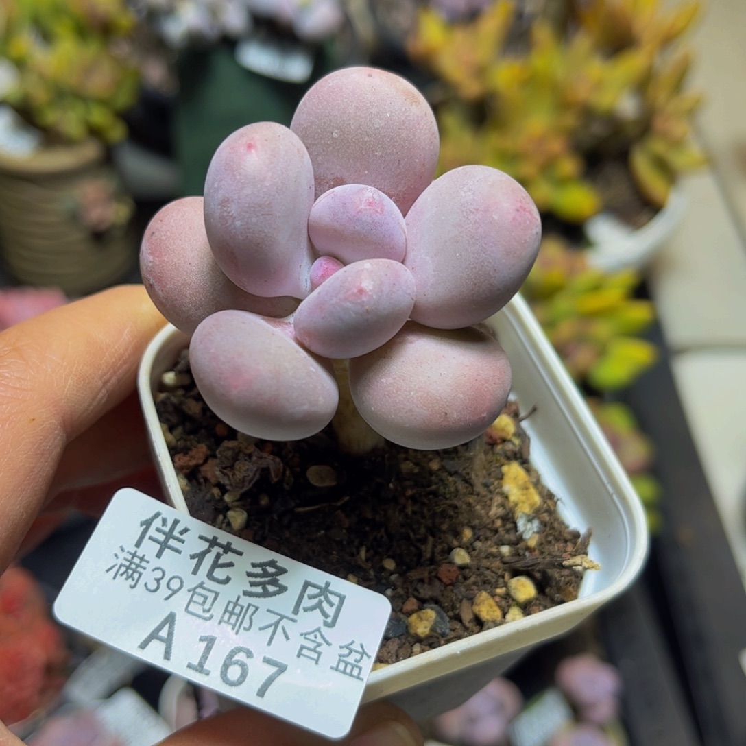 167达摩奶5厘米多肉