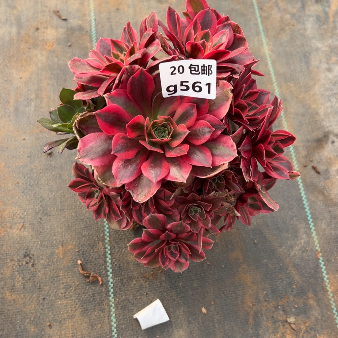 561女妖，满20包邮嘟叮熊