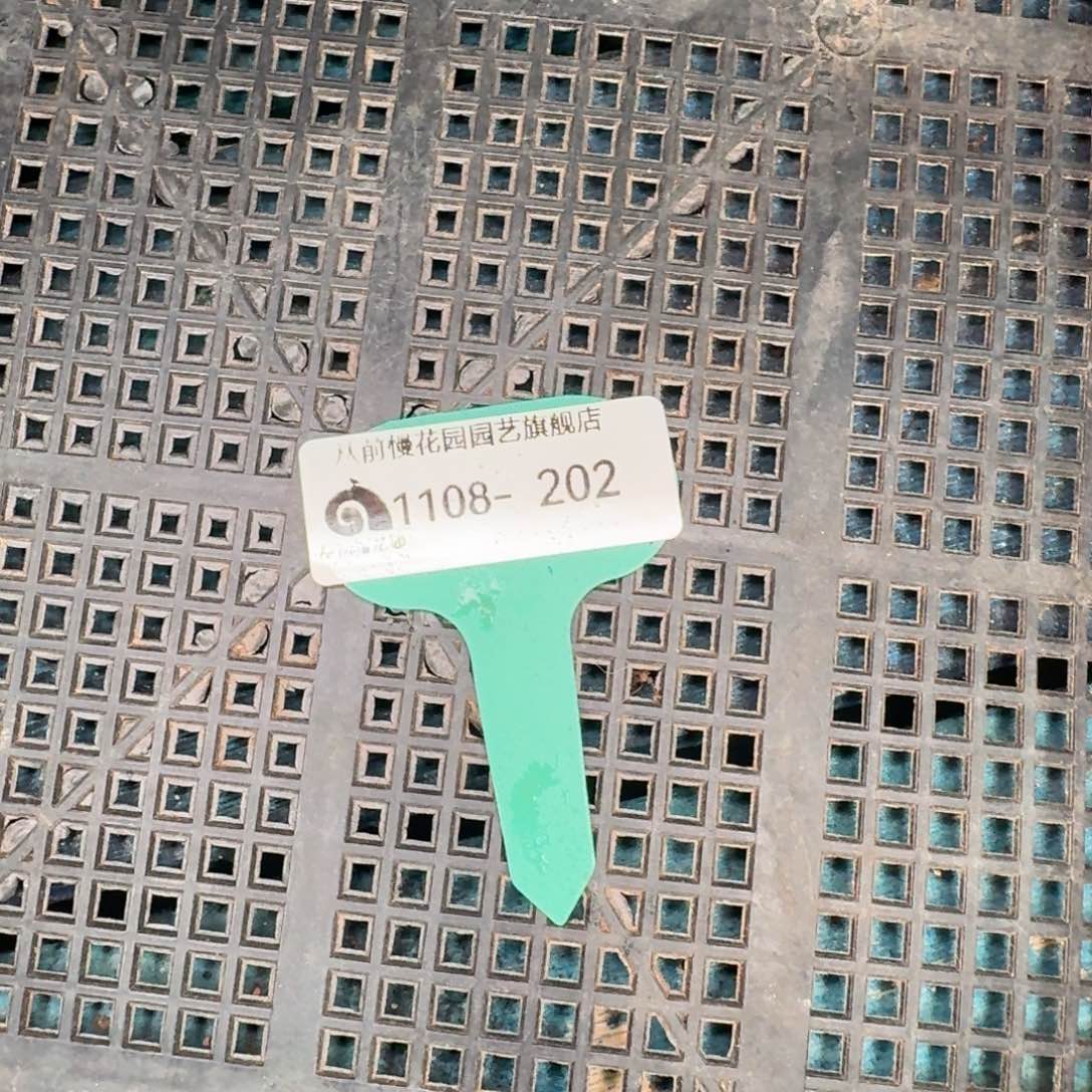 从前慢多肉精选超过1108.202