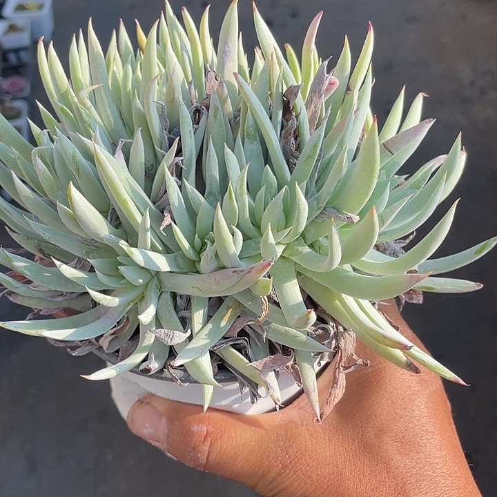 顺***然奴婢吉娜仙女杯一物一拍