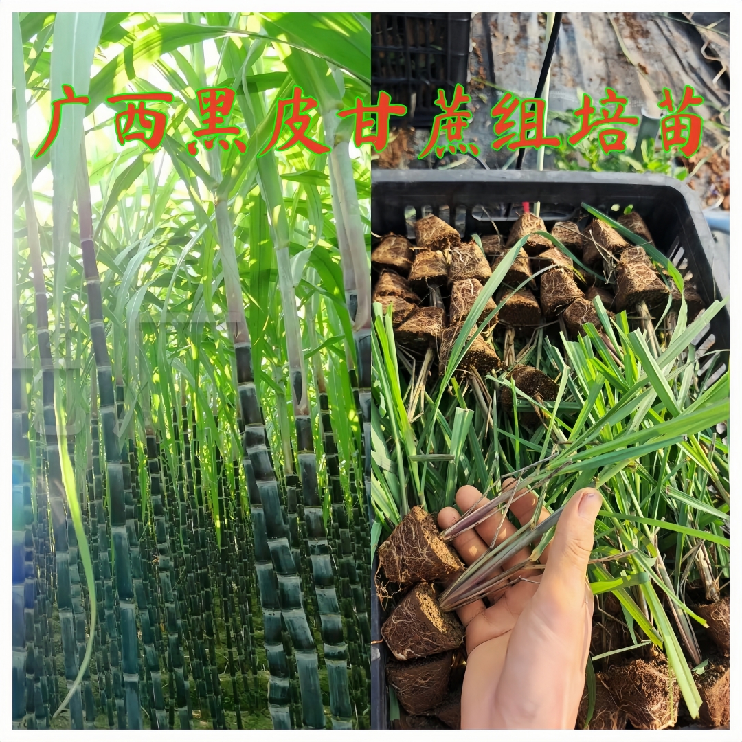 广西黑皮甘蔗苗薄皮软甜可庭院阳台盆栽好养脆甜