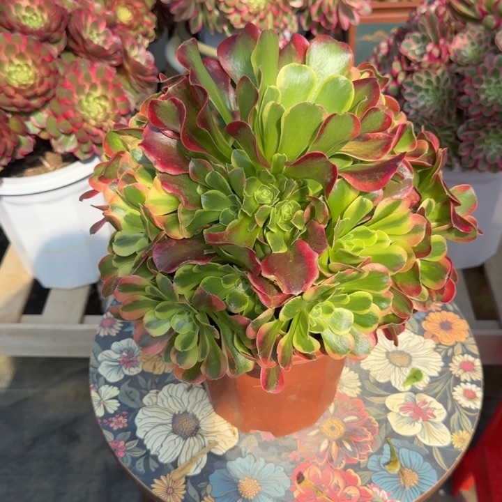 花好月又圆0330～28