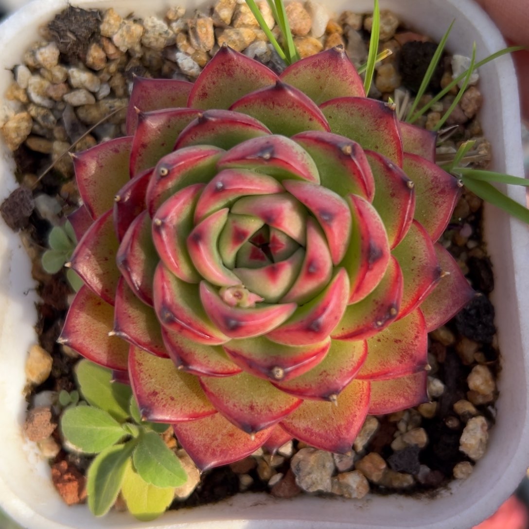 月亮石精控多肉一物一拍