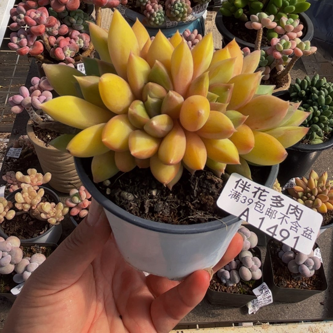 1491黄金象牙8cm多肉