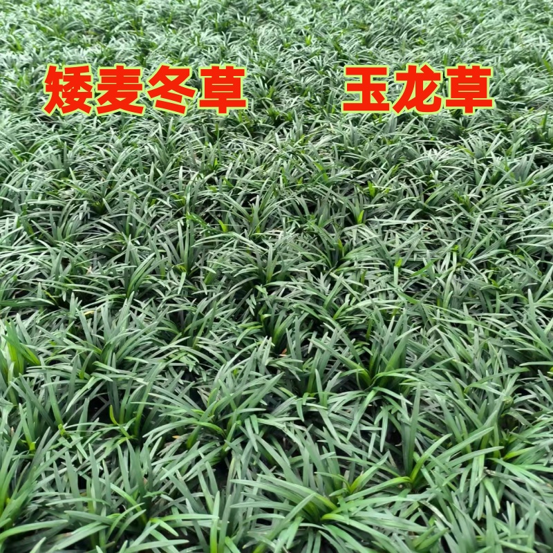 矮麦冬草 玉龙草 别墅庭院绿化四季常青耐寒耐热耐阴园林绿化