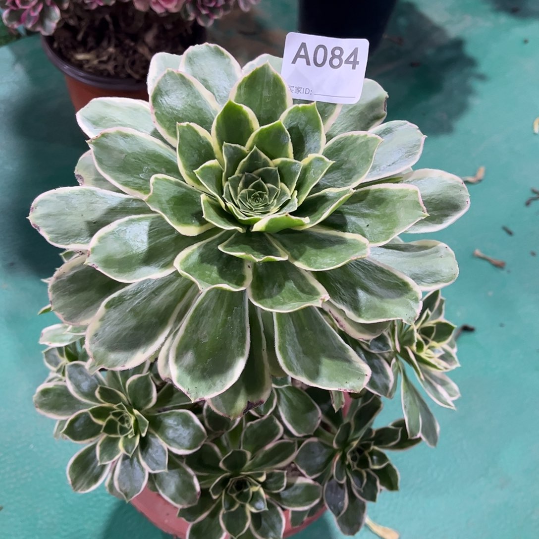 J***y多肉绿玫瑰锦0000084